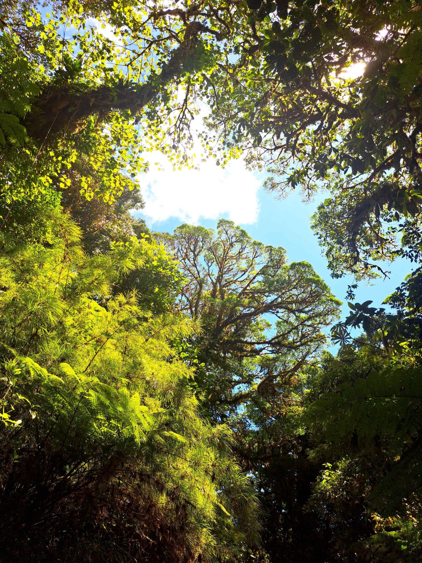 Carbon neutrality